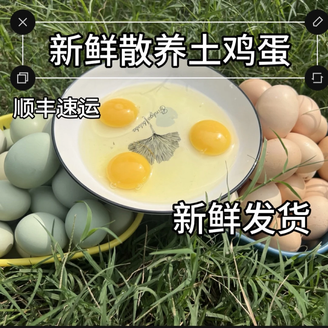 农村散养新鲜土鸡蛋营养健康适合孕妇月子食用