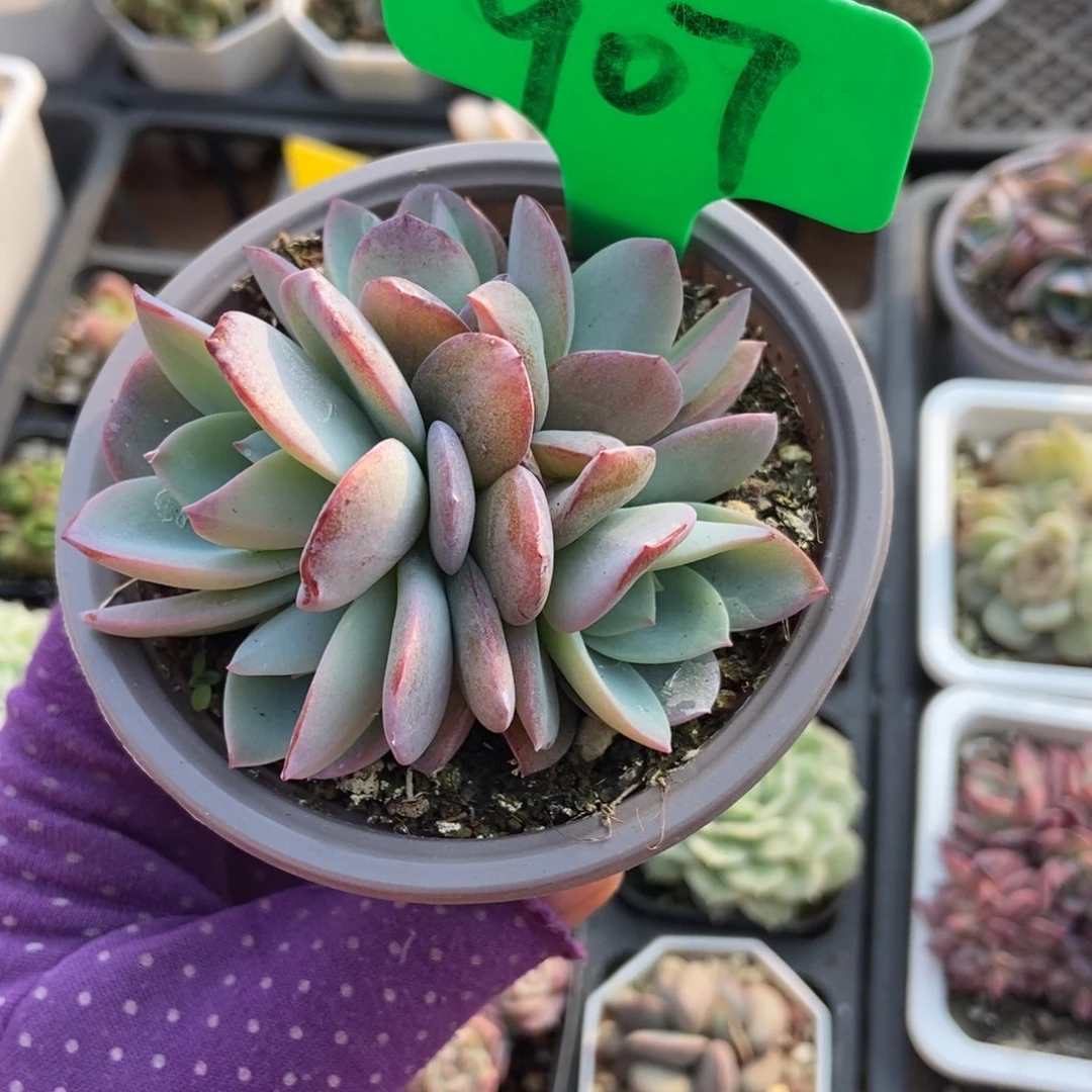 907布鲁蓝多肉植物