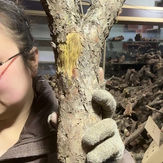 香榧木随**德火琉璃的故事毛料吧，料