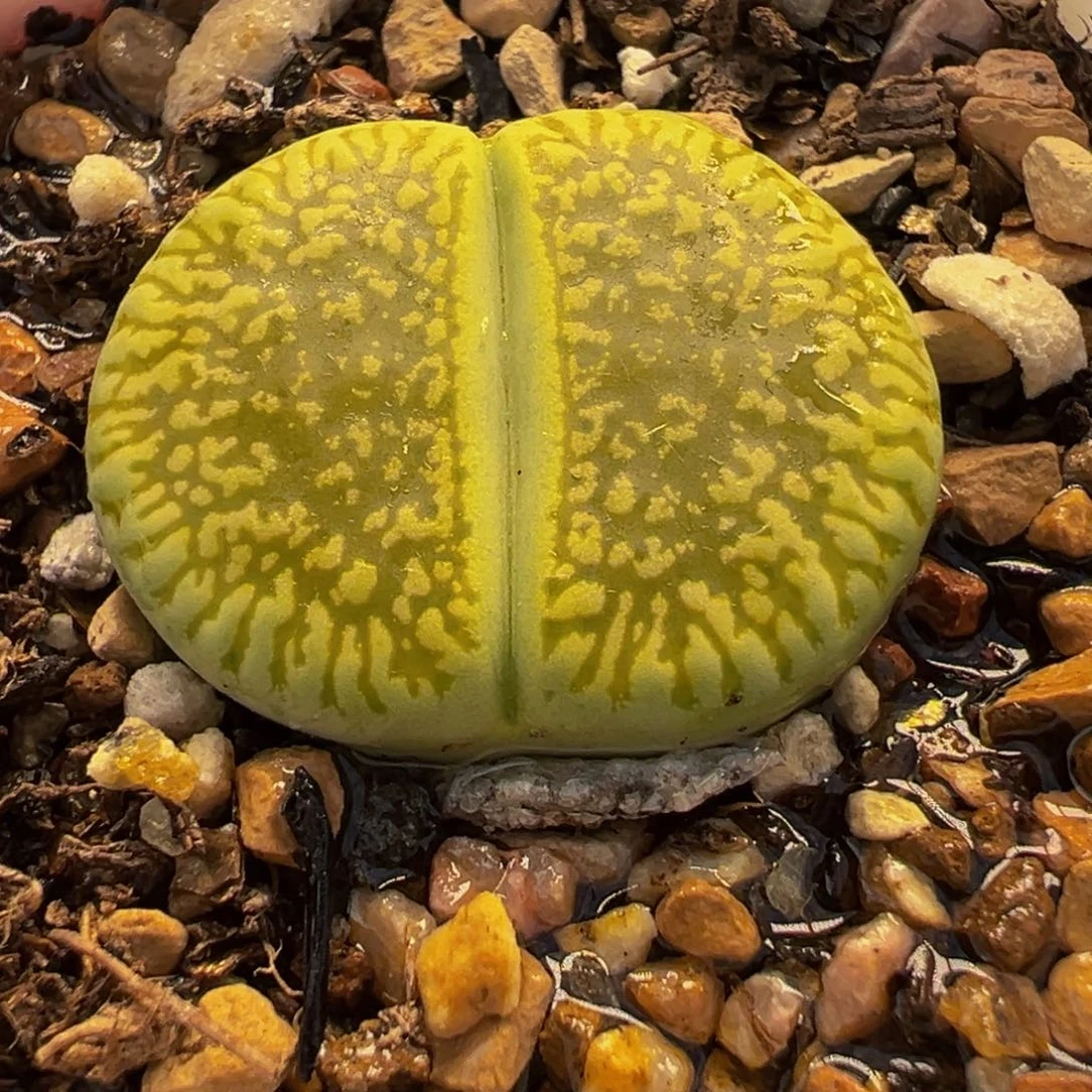 031多肉植物种类多样