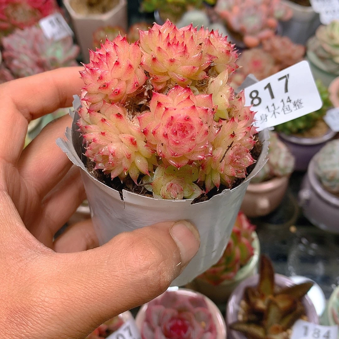 精控拇指盆11.14817