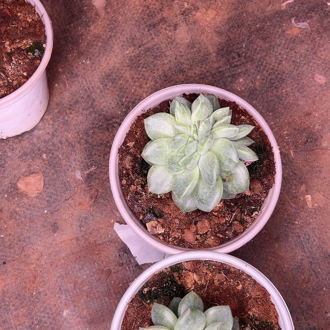 冷***底多肉植物实物直播实物31