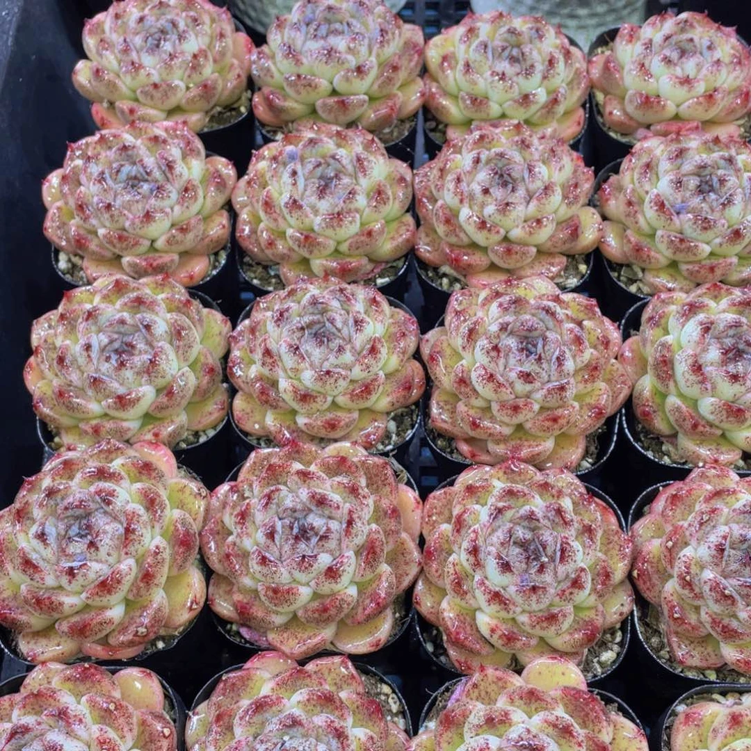 量拍40号全状态黑森林单头一个