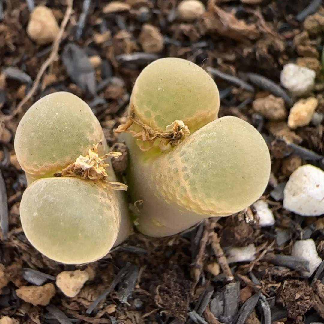 12.6。爱萌多肉清货。 粉樱风铃。 2048