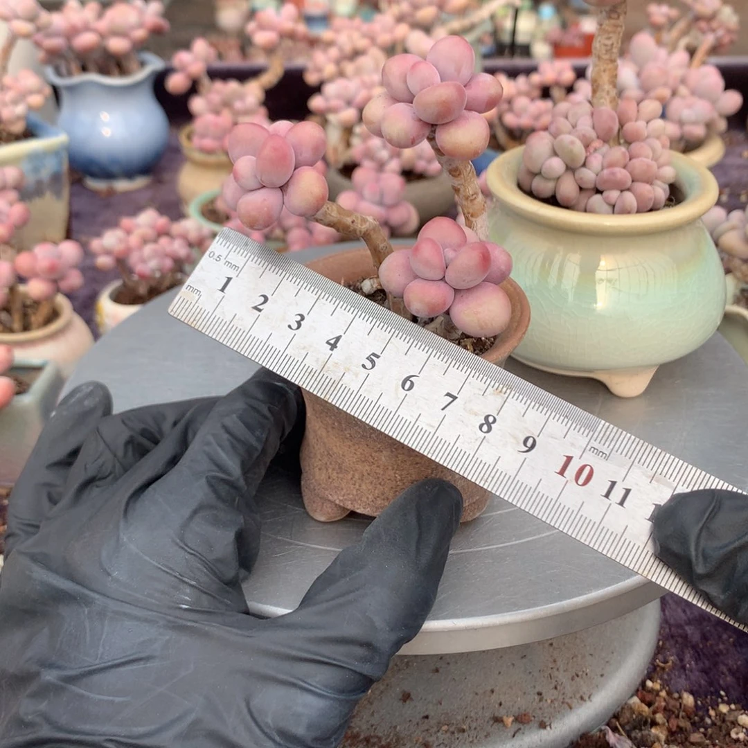 36号带盆偏远地区不包邮的