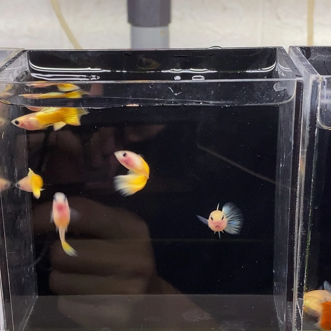 孔雀鱼荧光黄玻璃猫4公2母特价