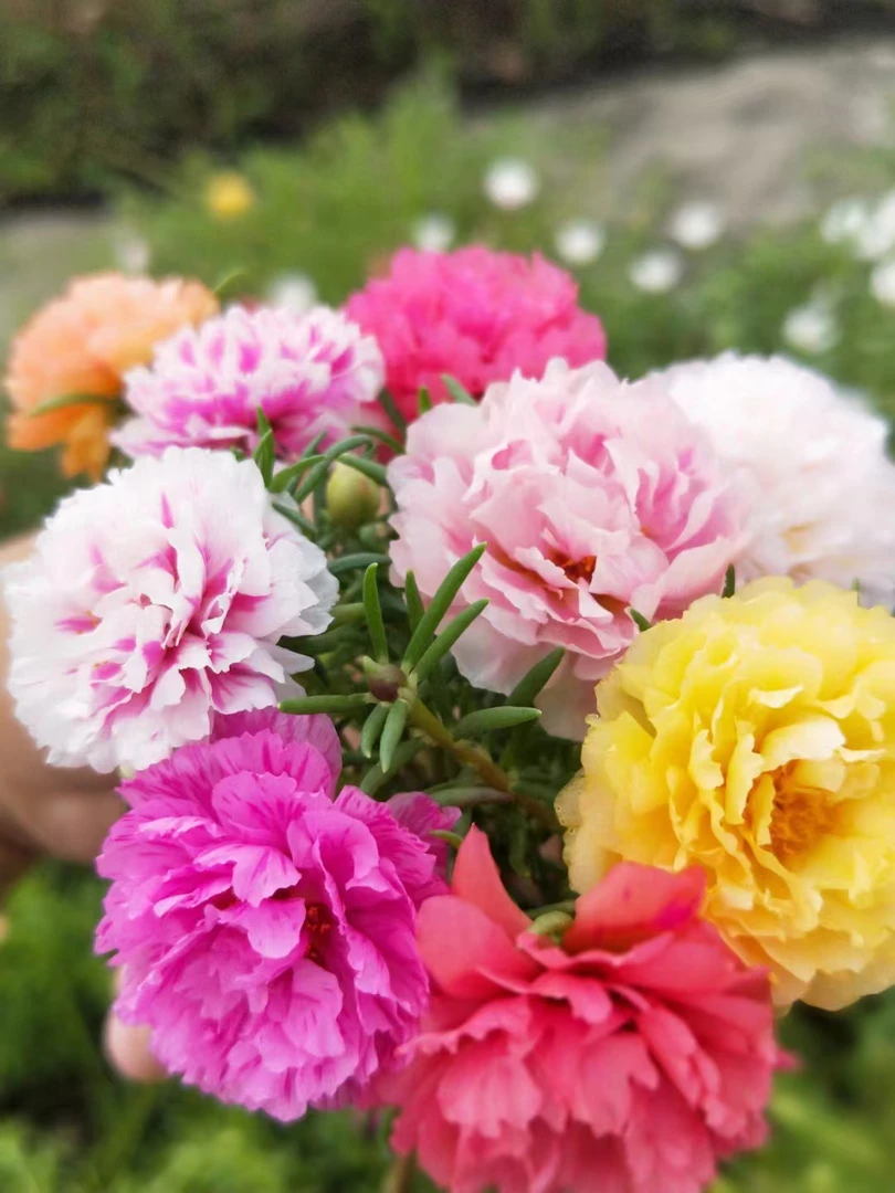 宿根重瓣太阳花多年生长