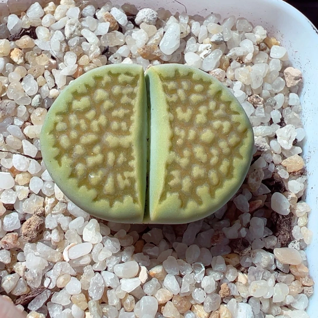 1204-595多肉多肉黄巴里