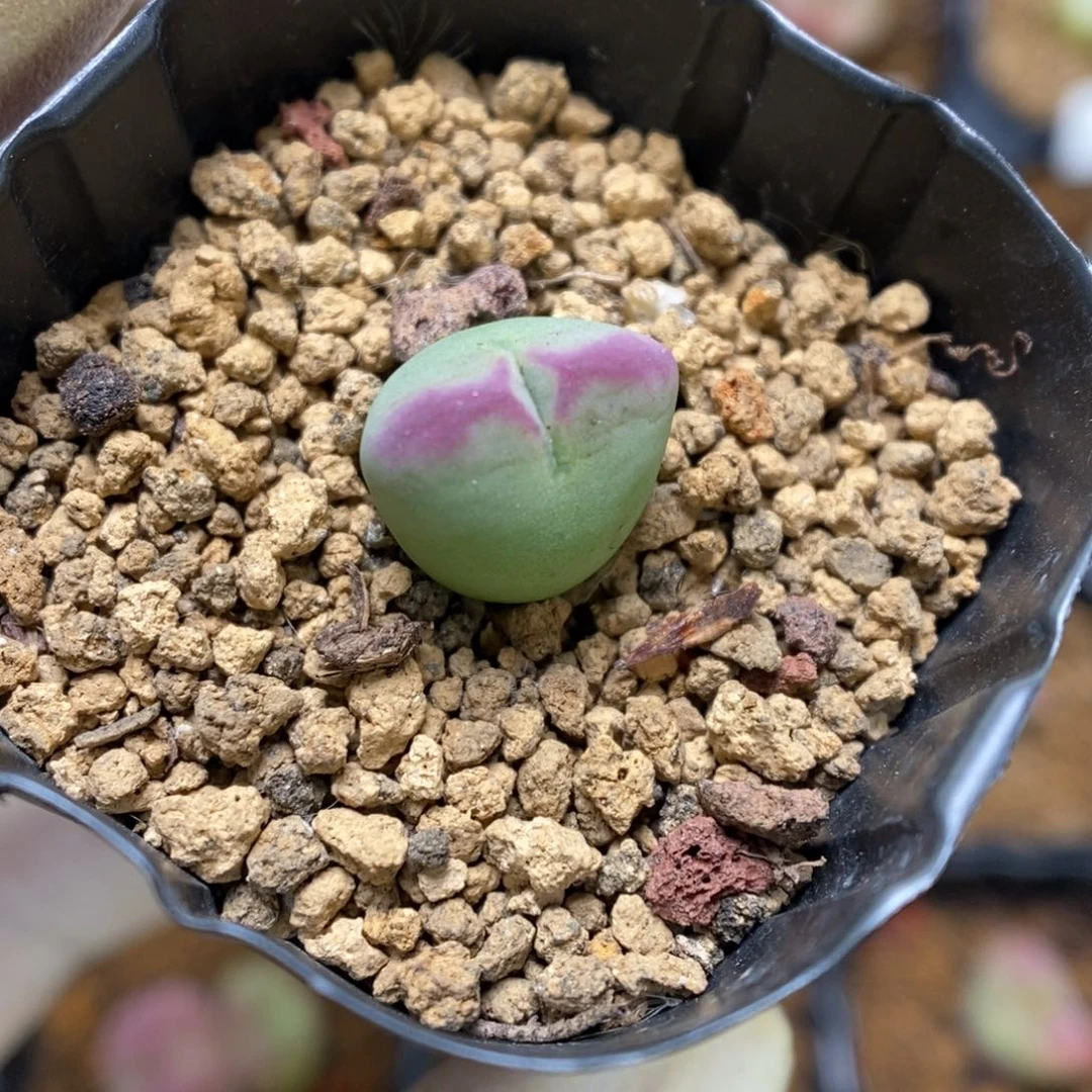 多肉植物肉锥杂交K-3472