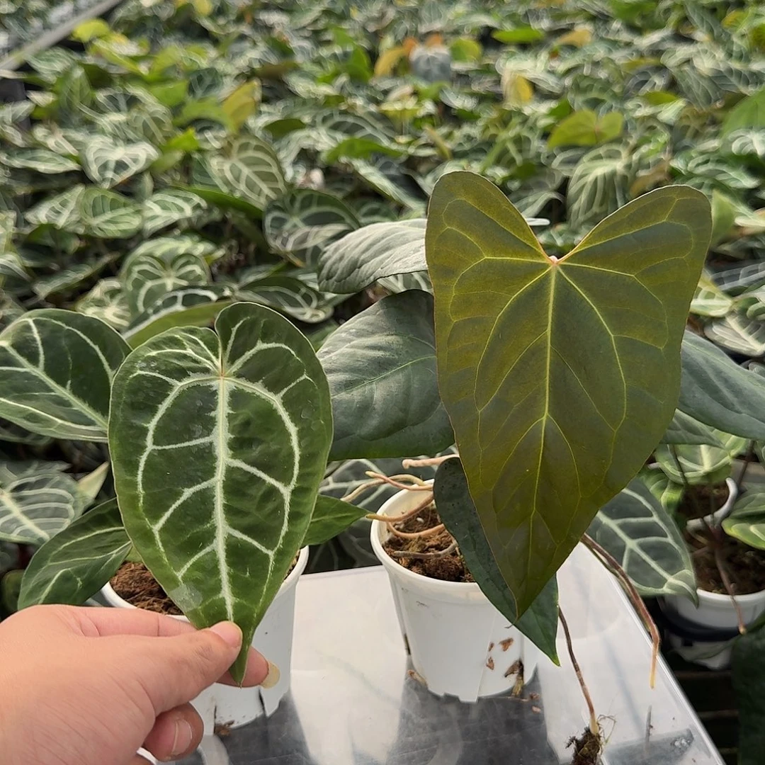 “***兰完全开放一物一拍U142.143