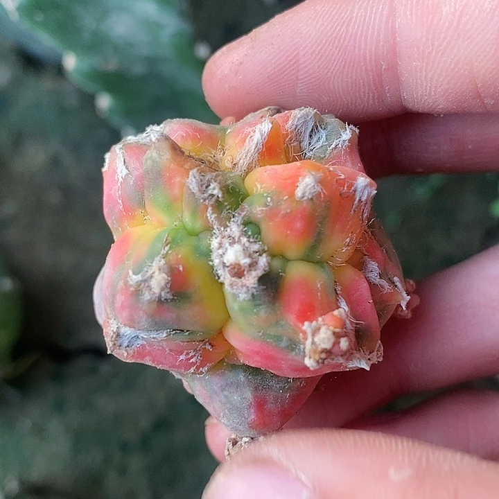 三角接怪太角尤鸾锦