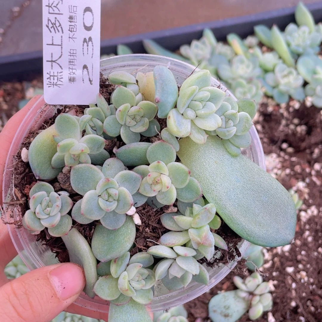 糕大上多肉植物230