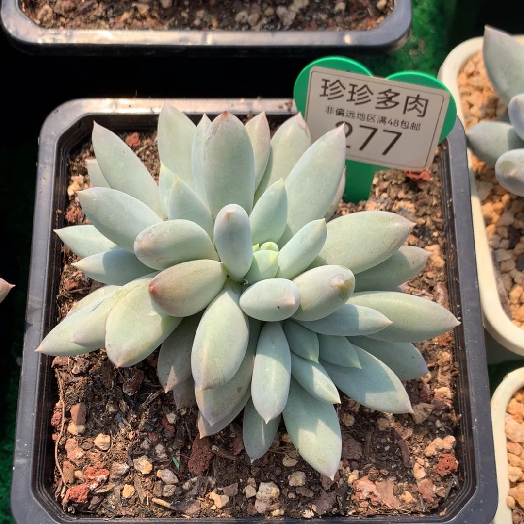 哥特萝莉彩体朵朵缀277