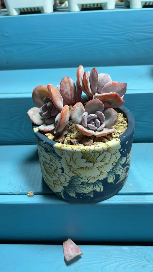 小笼包奶茶带盆一颗多肉