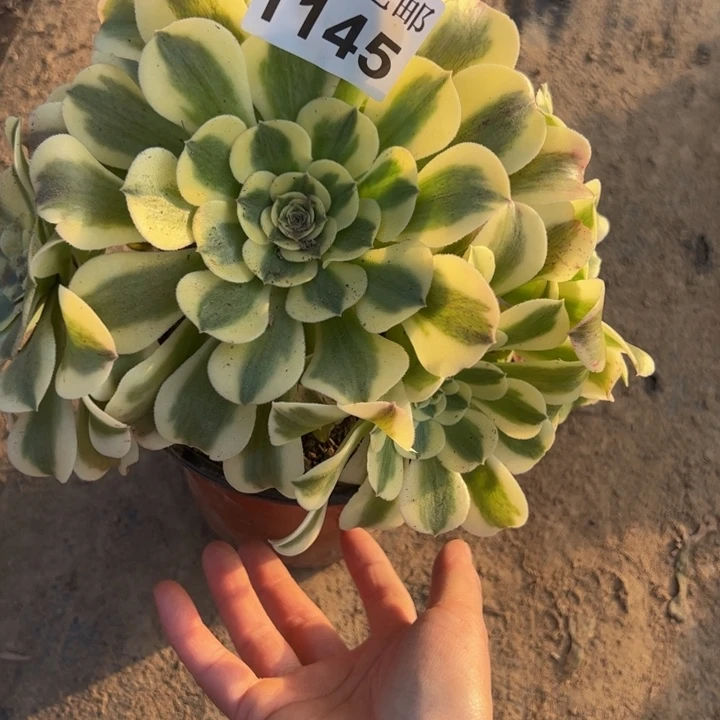 1145绿豆沙多肉植物