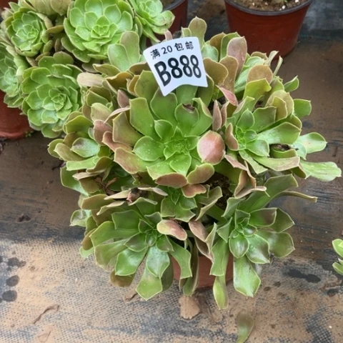 888柠檬玫瑰不包断枝