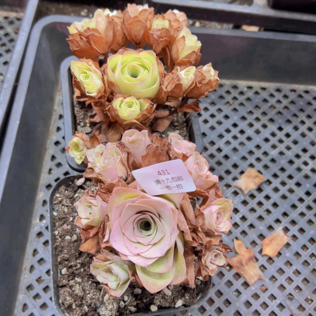 431 裸根不带土无售后