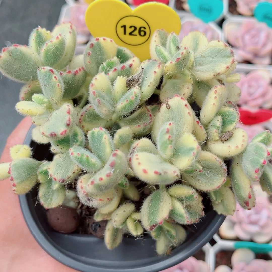 126号小老桩白熊群