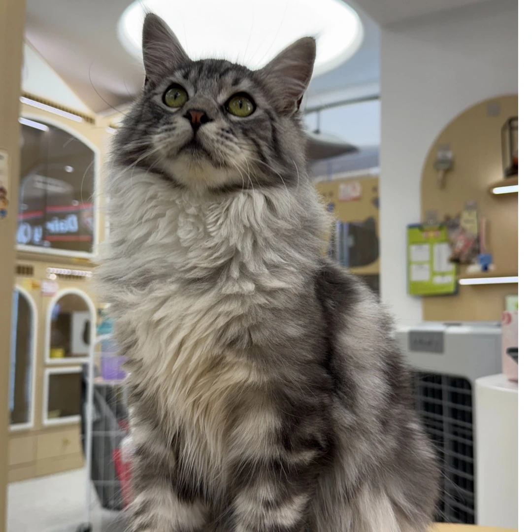 纯种银虎斑活体巨型大体型宠物猫缅因