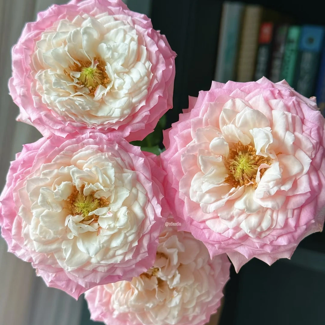 【醉花因】玫瑰家用鲜花/花束  云南鲜花基地直发