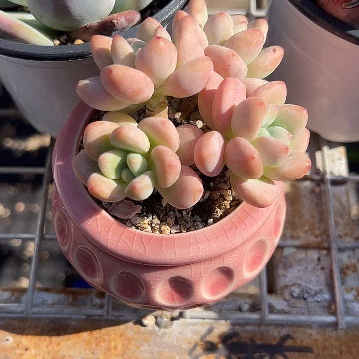 樱花洛神带粉色猫眼石盆