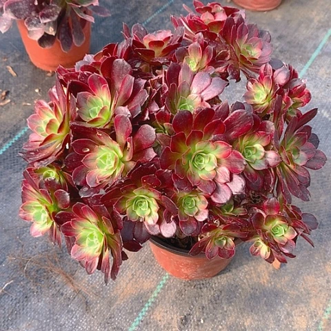 768安娜锦多肉植物