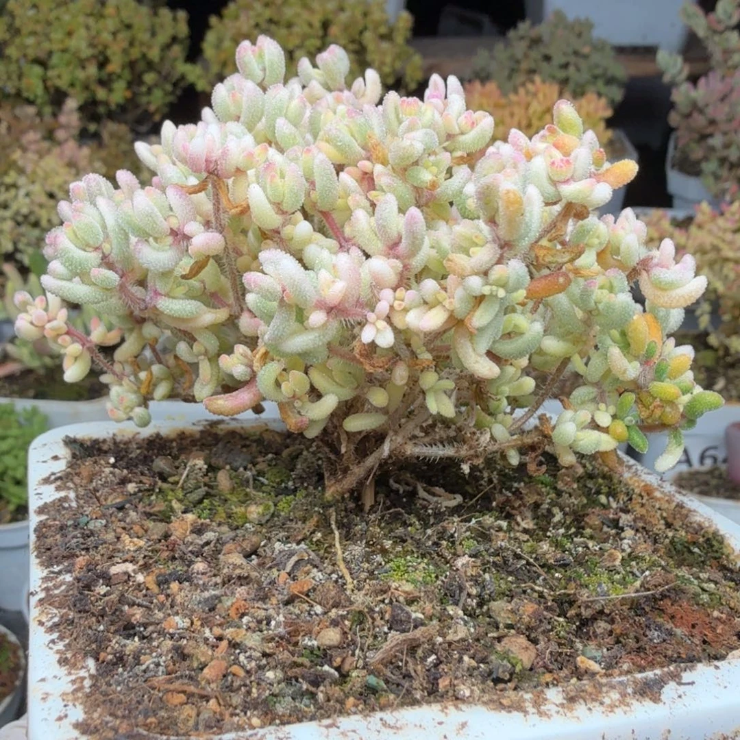 A614红宝石阴阳拉丝锦