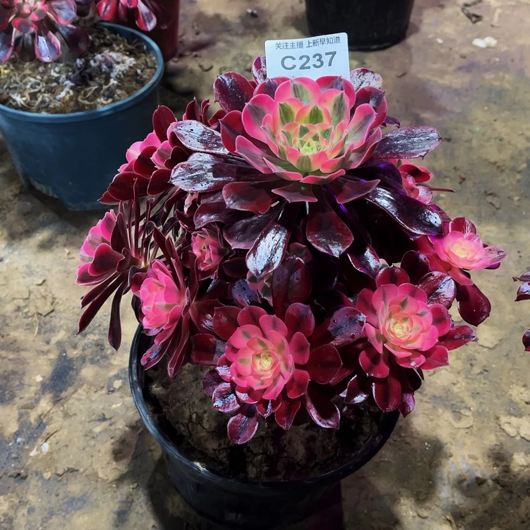 不****）多肉植物237美杜莎