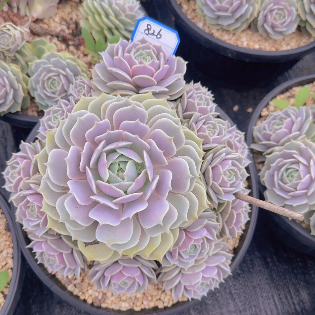 宝***826露娜莲凡艺多肉