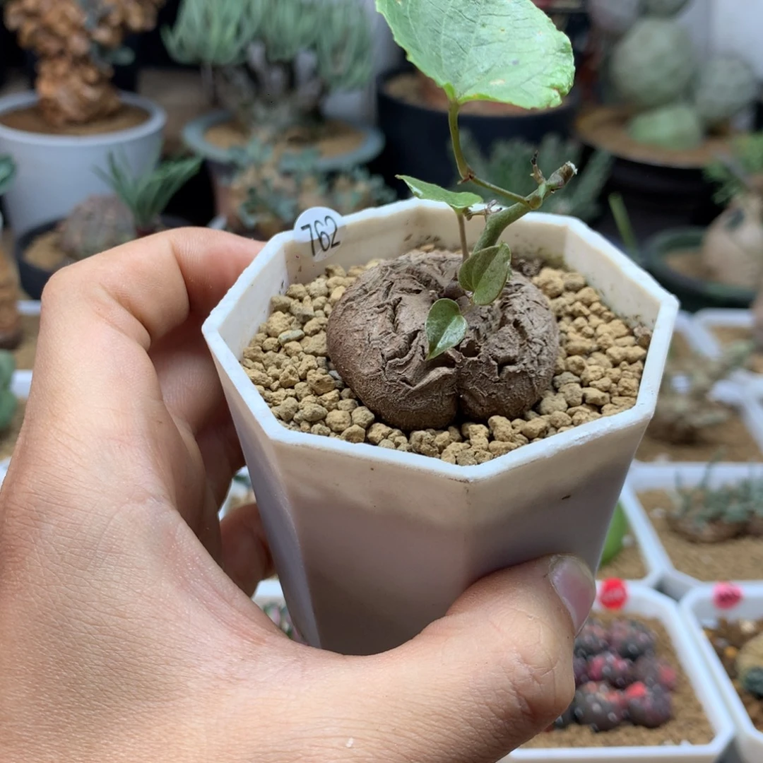 福利南非龟甲龙带盆发货762