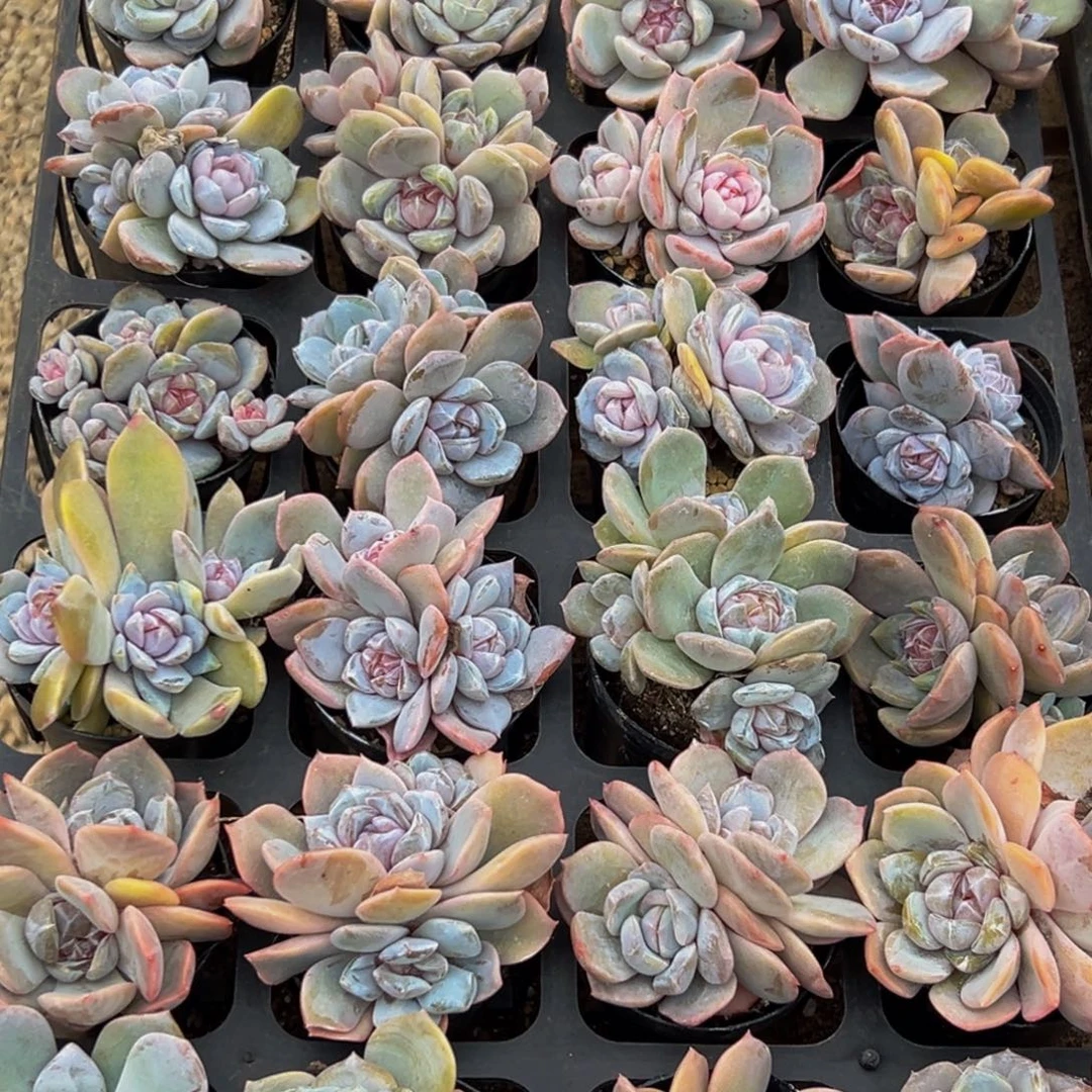 马***台135多肉葡萄的价格是多少啊哈哈