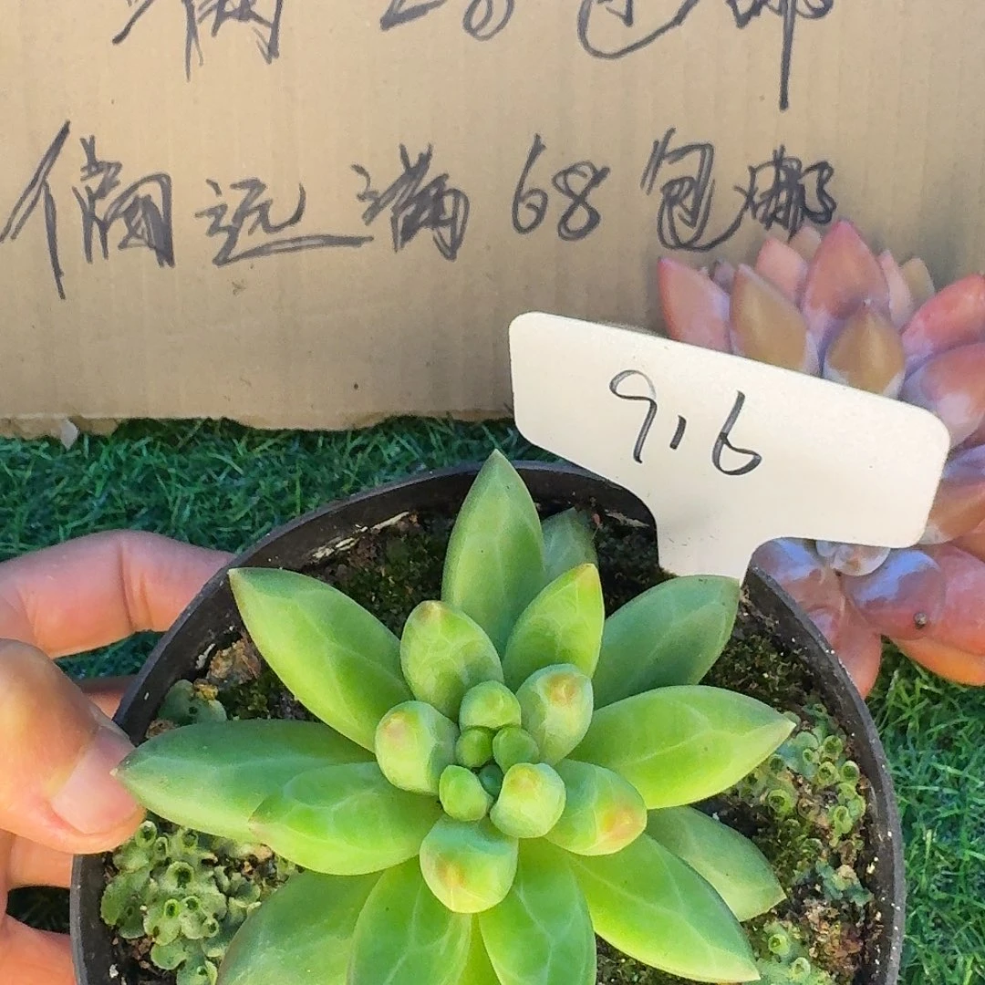 云南多肉小栈领航员916