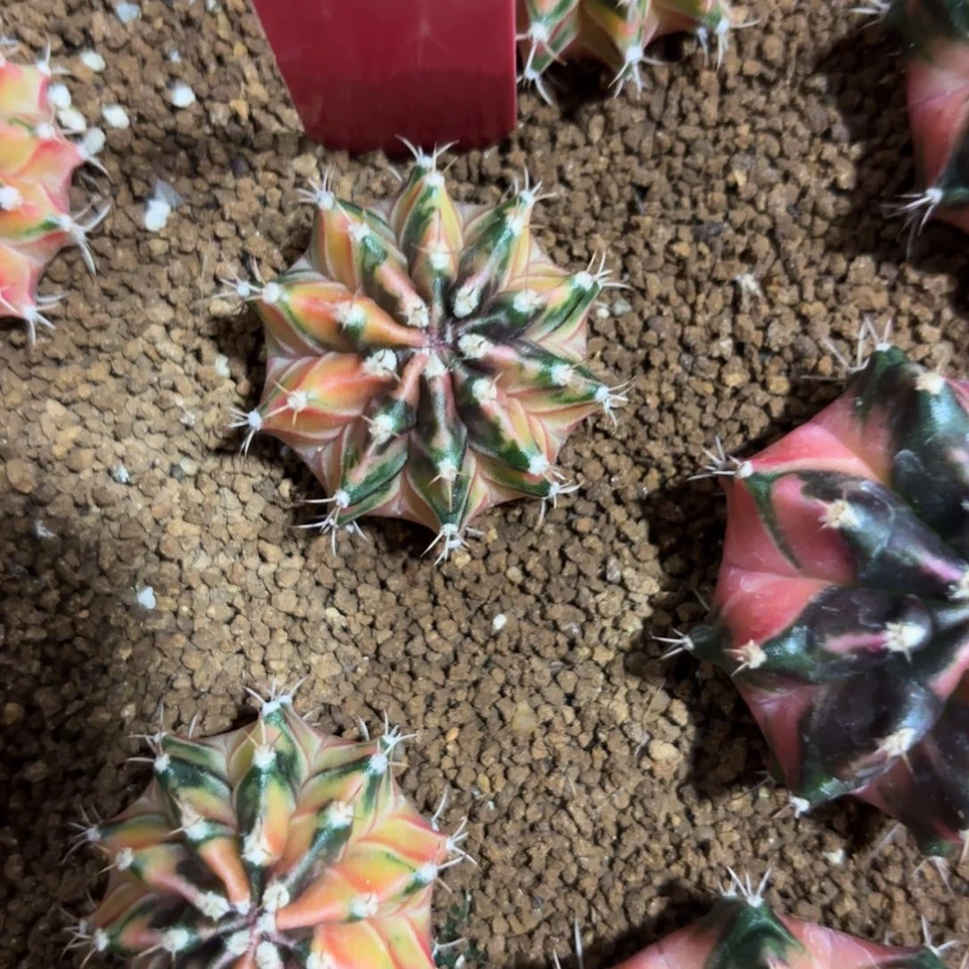 150-0103泰国发货多肉