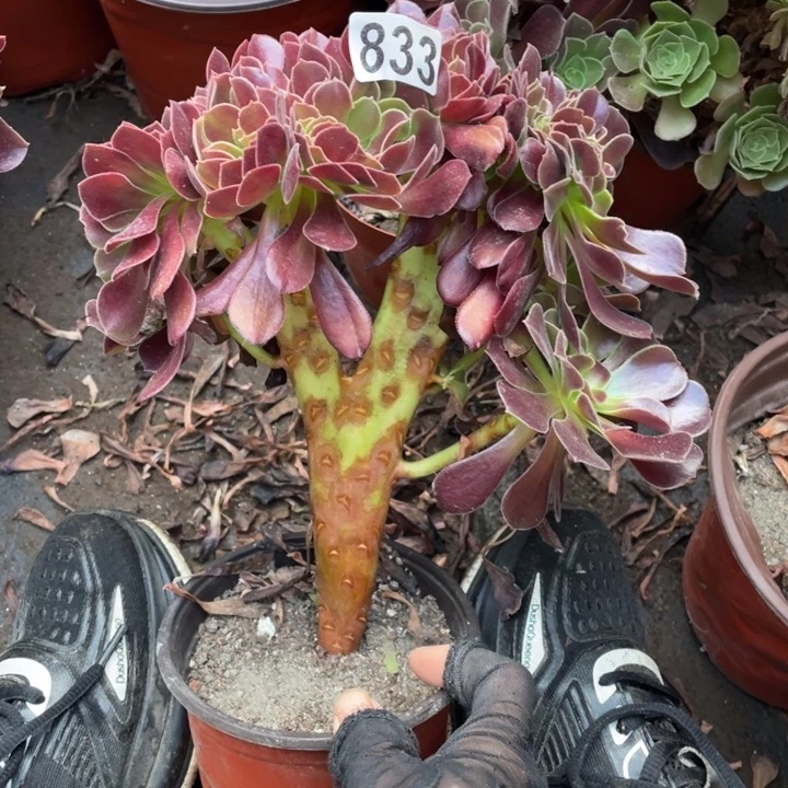 18厘米左右欧紫缀833号