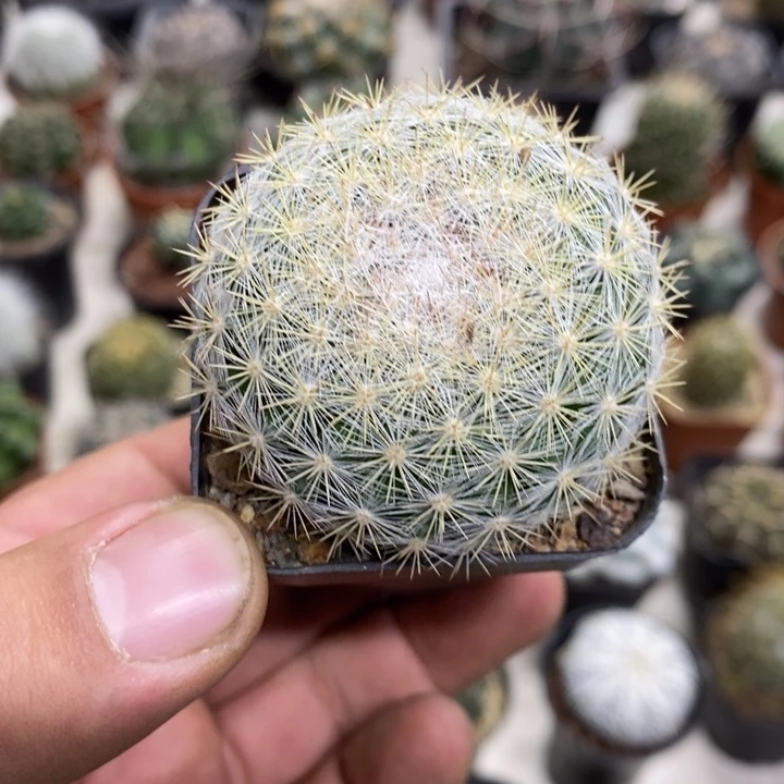 实生满月特价福利