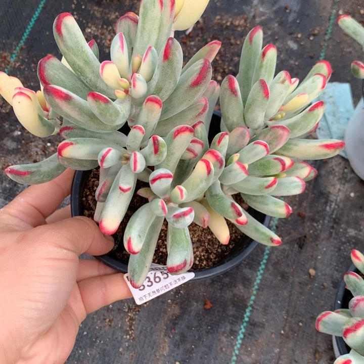 无花朵棒叶福娘锦33650