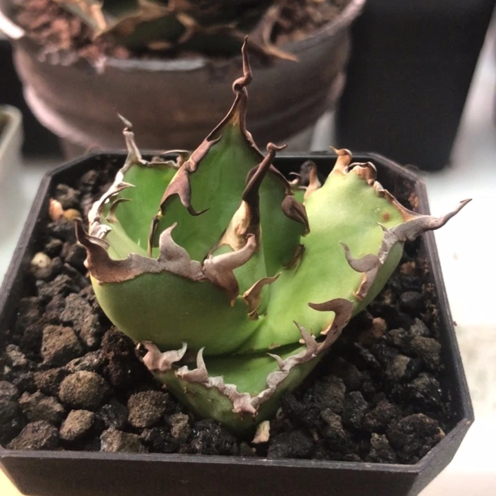 长曲刺黑帝斯仁王冠龙舌兰