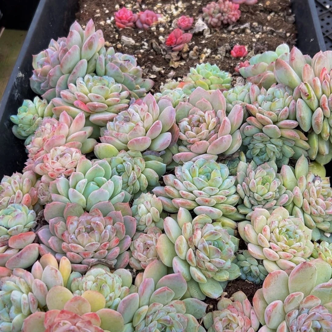 786多肉葡萄的价格是