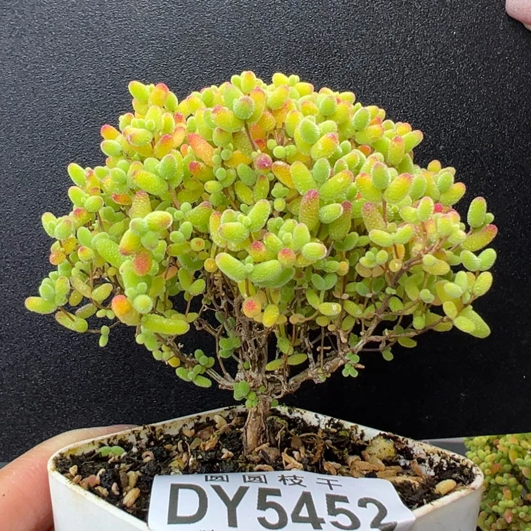 dy5452直杆小树型蜜橘糖球冠幅7.5cm