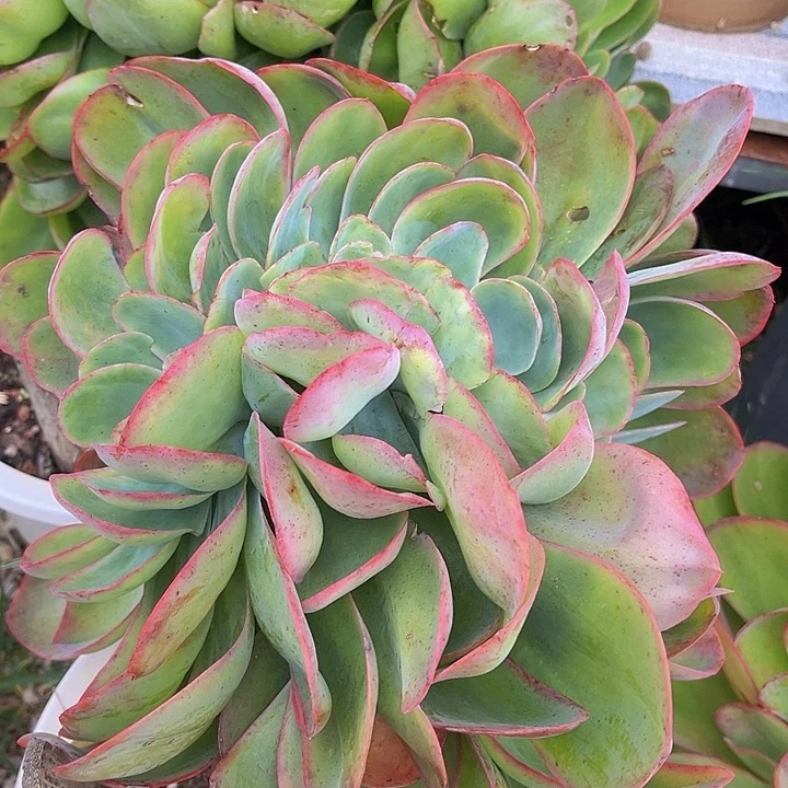 妖姬缀2135多肉植物