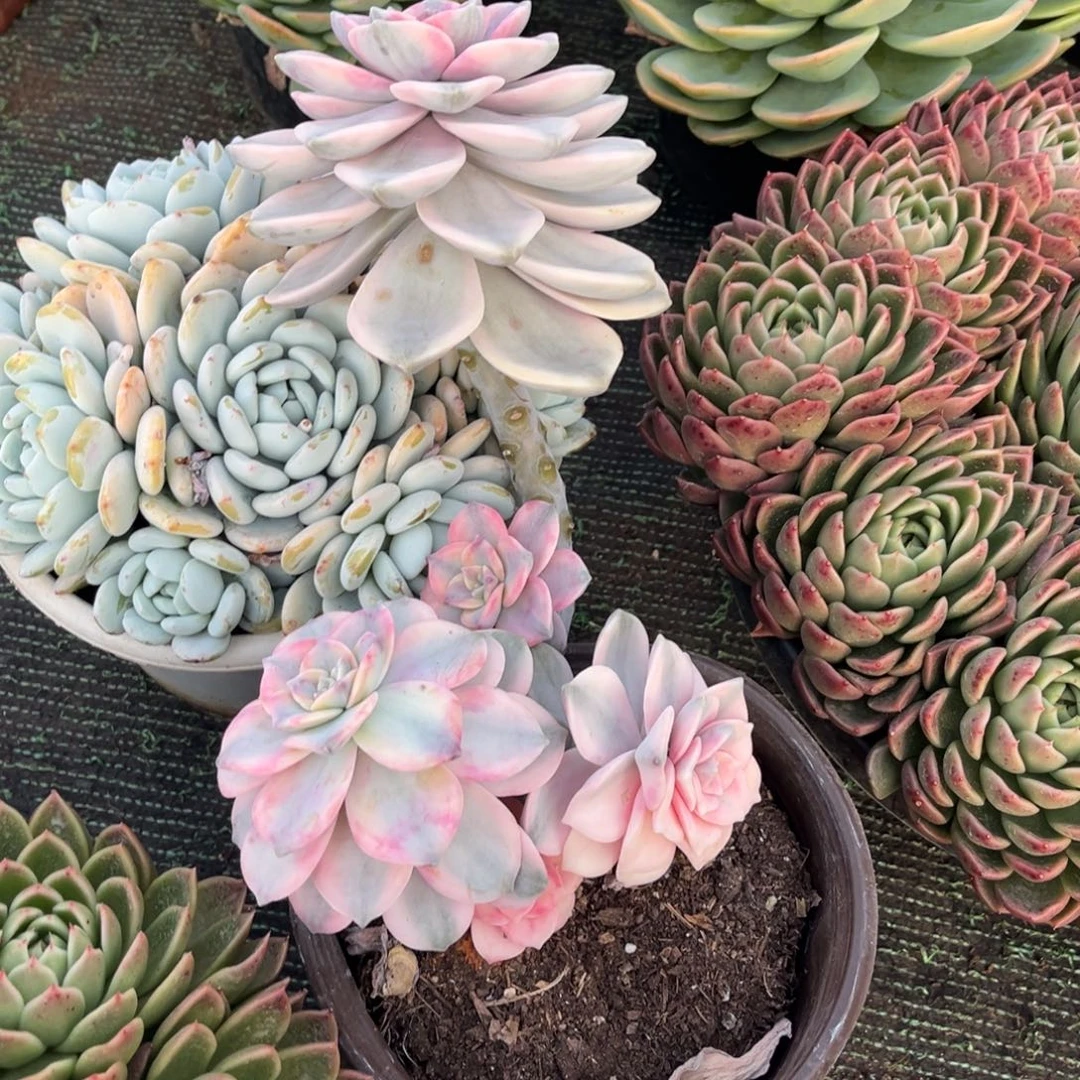 049紫乐锦多肉植物……