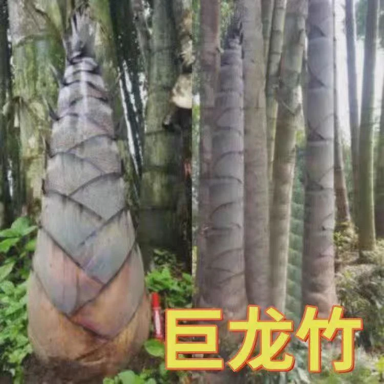 【正宗竹笋】巨龙竹种子竹楠竹笋苗巨龙竹四季户外种植蔬菜种子