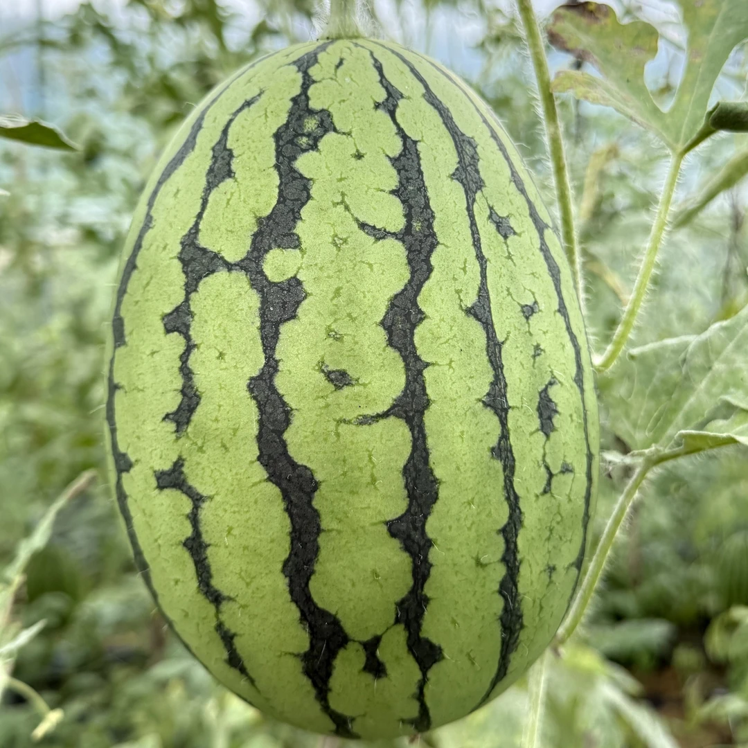 【薄皮小西瓜】当季限定 航天5号 新鲜现摘脆甜多汁