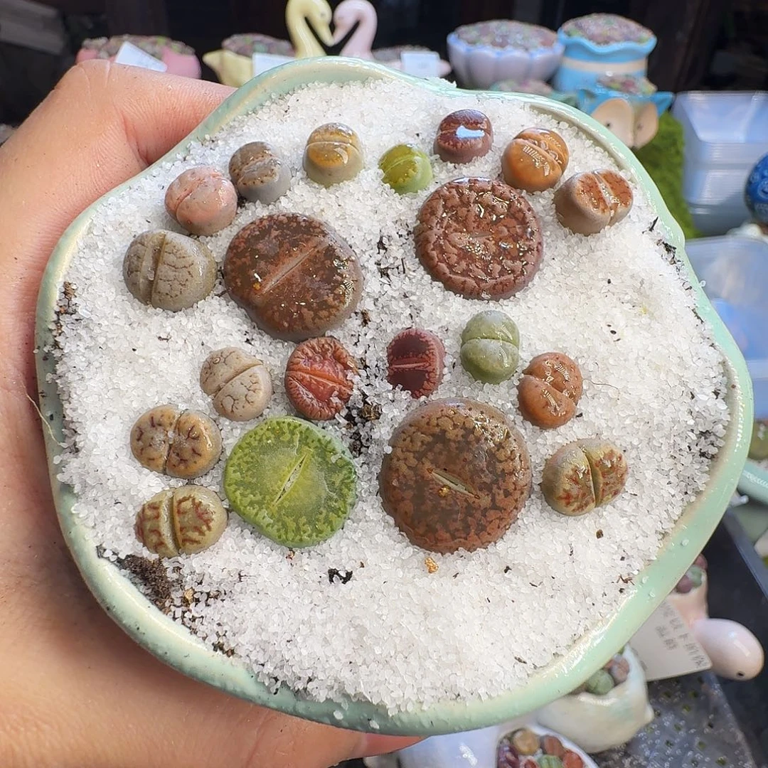 多肉葡萄的味道真的1358