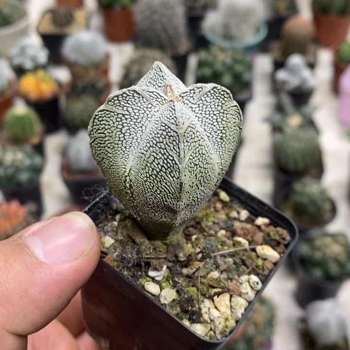 实生恩塚特价福利