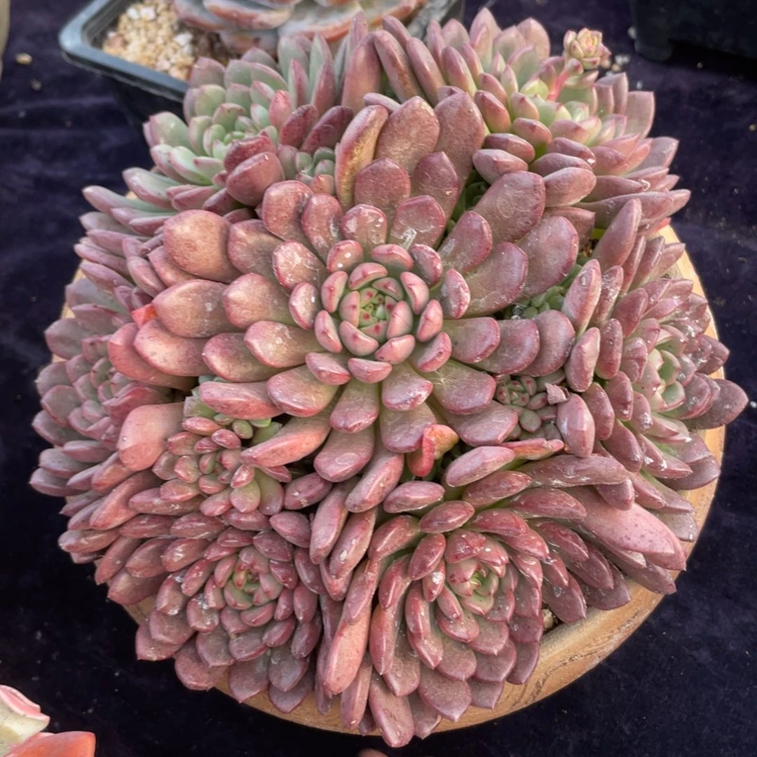 1023红宝石群生多肉植物一物一拍