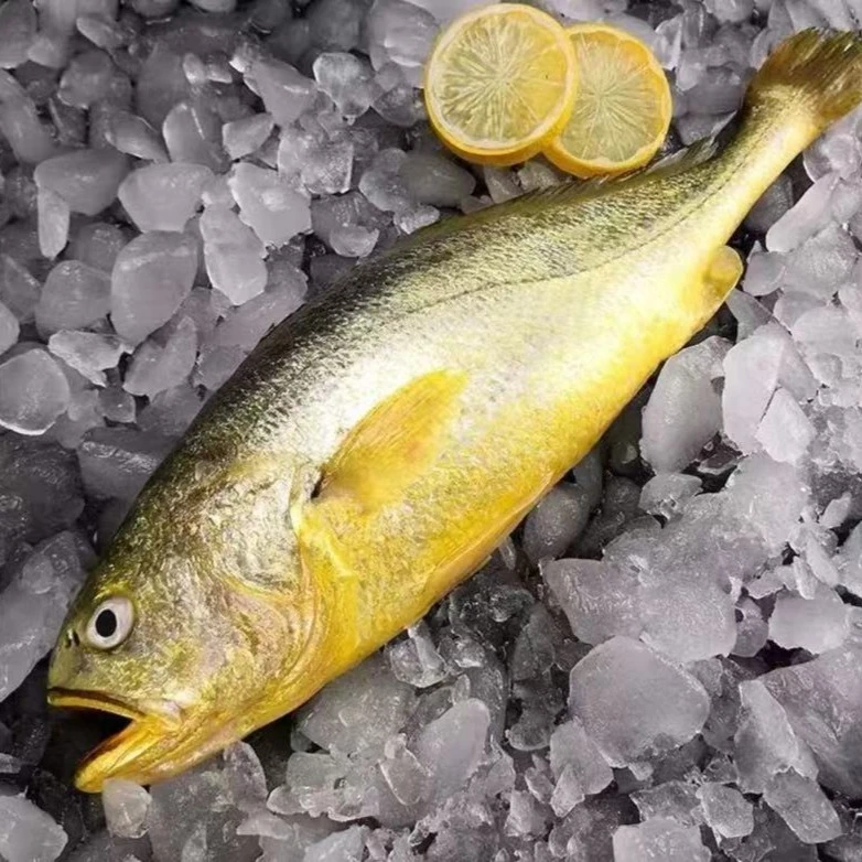 冷链包邮新鲜大黄鱼黄花鱼速冻发货 450g左右/条*4条