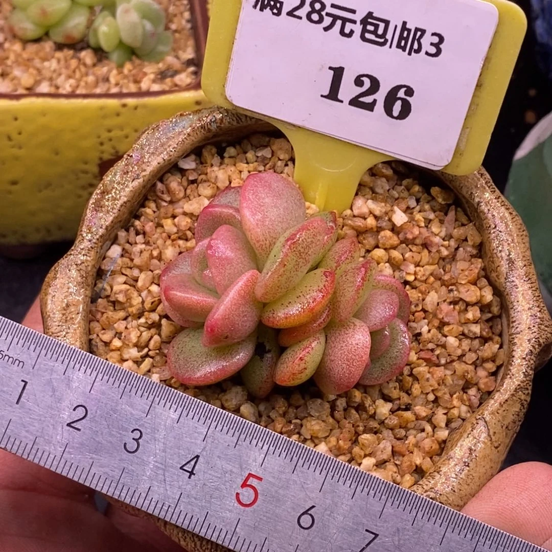 3126冰玉石化拉丝红锦……