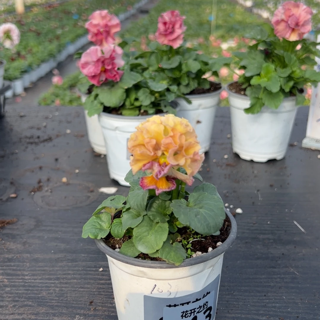 少量花朵（建议范围：2朵-5朵 或40%以下）013号1039