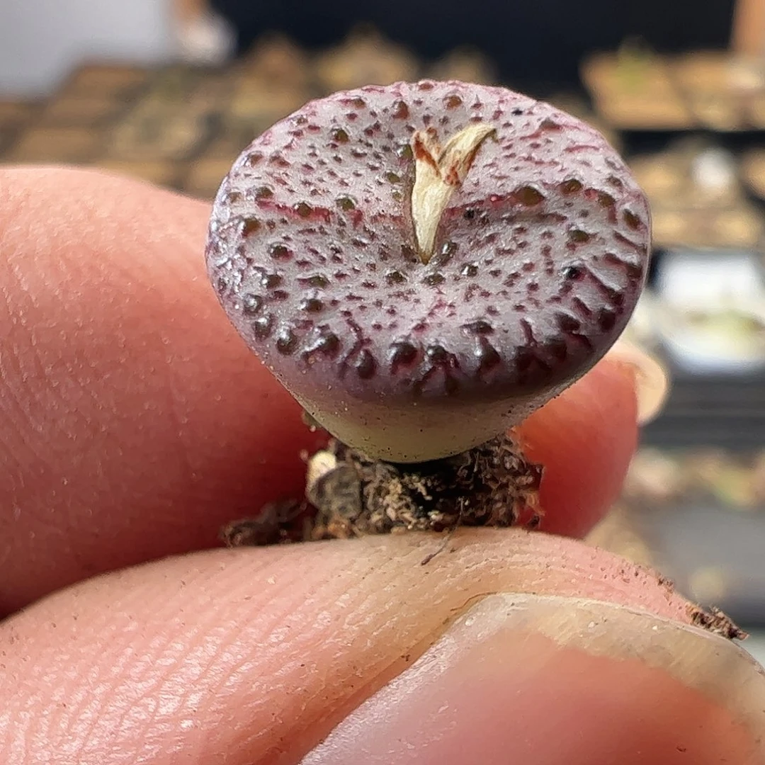 一物一拍匈牙利种源1452.62血丝火龙果安贞744